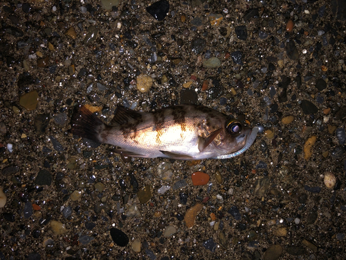 クロメバルの釣果