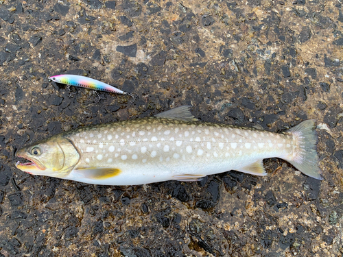 ウミアメの釣果