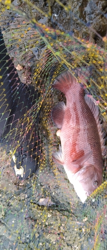 コブダイの釣果