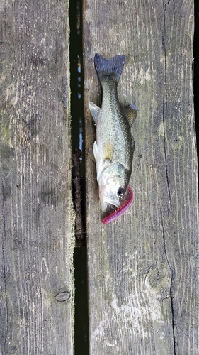 ラージマウスバスの釣果