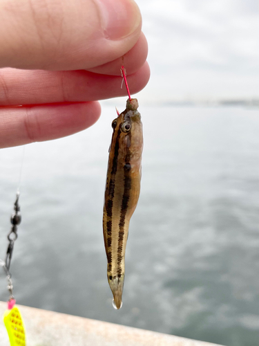 シモフリシマハゼの釣果