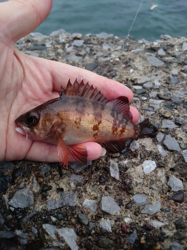 メバルの釣果