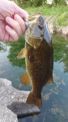 スモールマウスバスの釣果