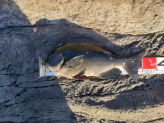 メジナの釣果