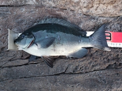 メジナの釣果