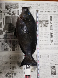 メジナの釣果