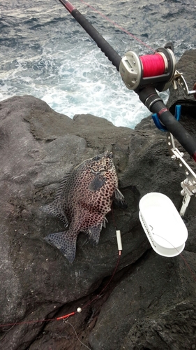 イシガキダイの釣果