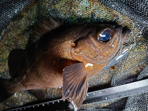 メバルの釣果