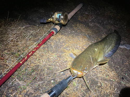 マナマズの釣果