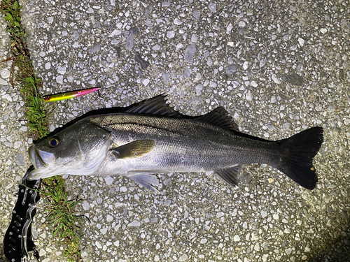 シーバスの釣果