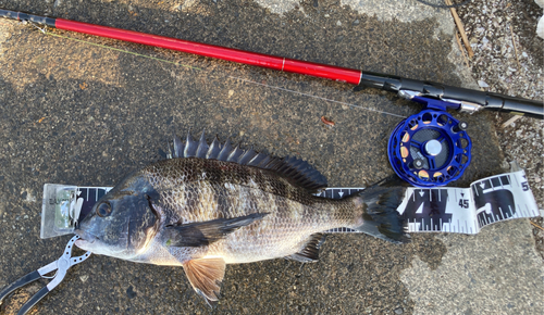 クロダイの釣果