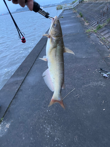 アメリカナマズの釣果