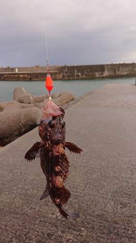 ムラソイの釣果