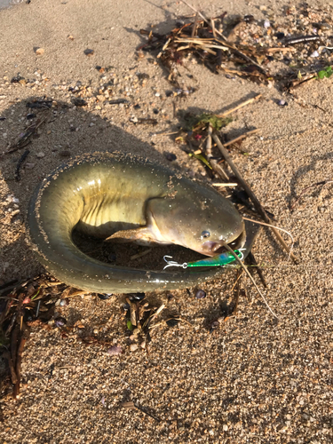 ナマズの釣果