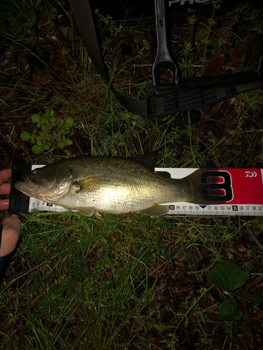 ブラックバスの釣果