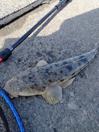 マゴチの釣果