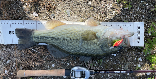 ブラックバスの釣果