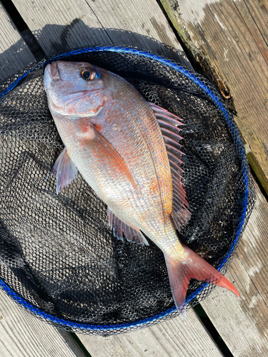 マダイの釣果