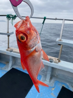 キンメダイの釣果