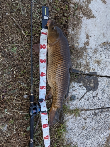 コイの釣果