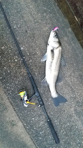 フッコ（マルスズキ）の釣果