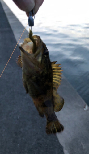 タケノコメバルの釣果