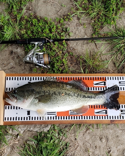 ブラックバスの釣果