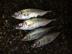 アジの釣果