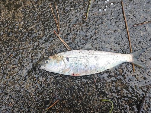 コノシロの釣果