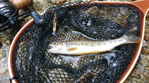 イワナの釣果