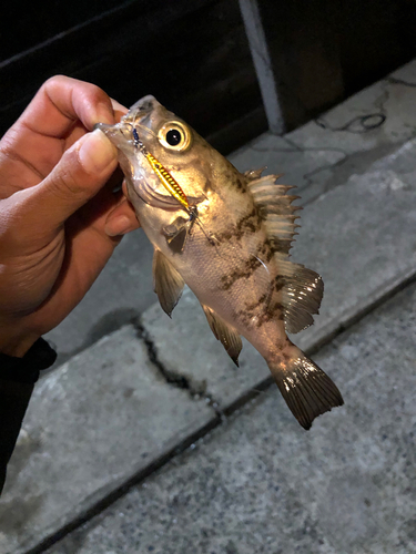 メバルの釣果