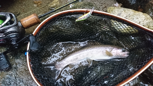 イワナの釣果