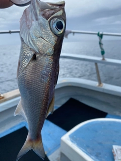 クロムツの釣果