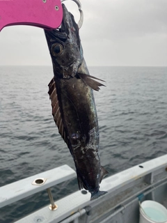 スミヤキの釣果