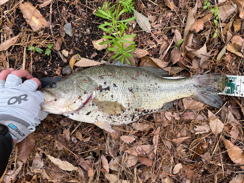 ラージマウスバスの釣果