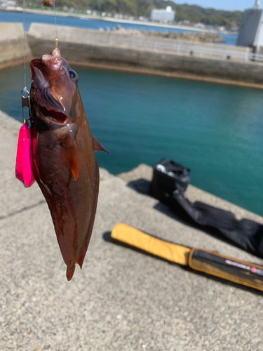 イタチウオの釣果