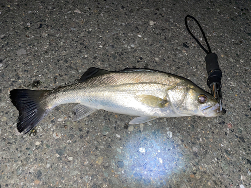 セイゴ（マルスズキ）の釣果