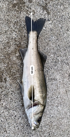 ハネ（マルスズキ）の釣果