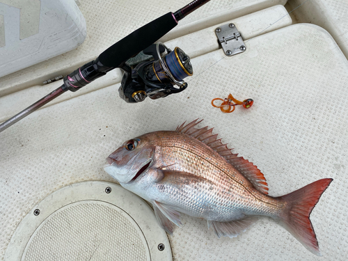 マダイの釣果