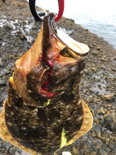 ヒラメの釣果