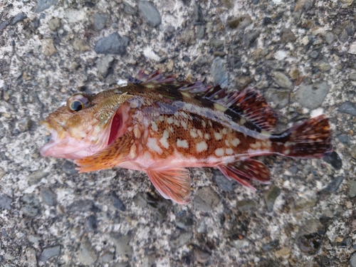 カサゴの釣果