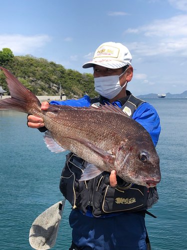 マダイの釣果