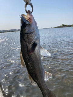 フッコ(マルスズキ)の釣果