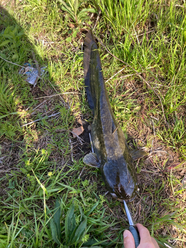 アメリカナマズの釣果