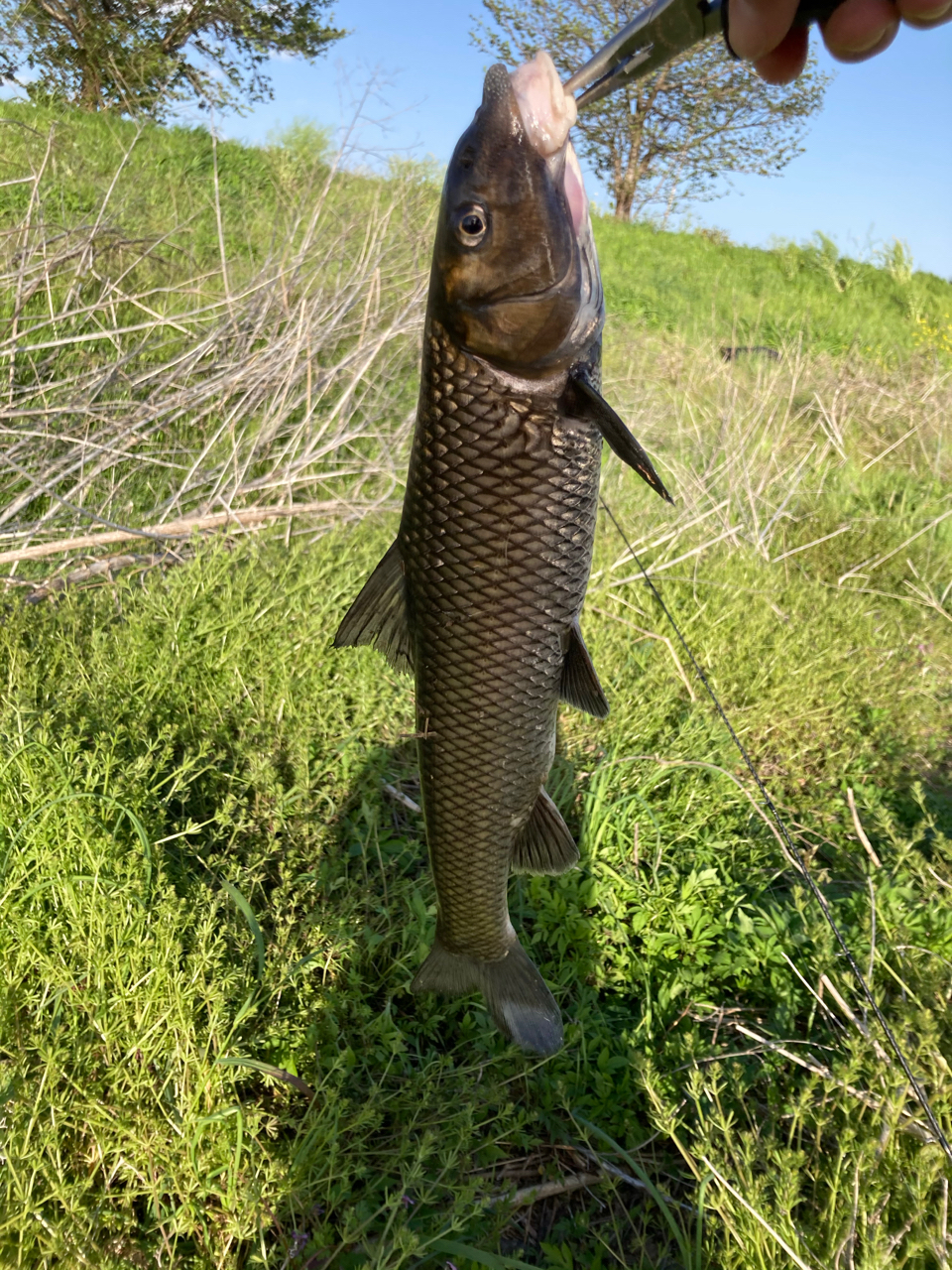 アメリカナマズ