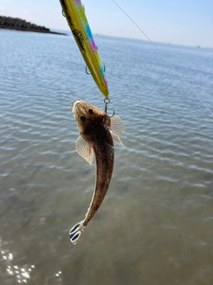 コチの釣果