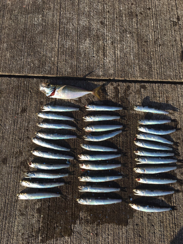 アジの釣果