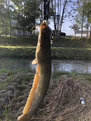 ナマズの釣果