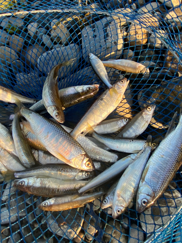 オイカワの釣果