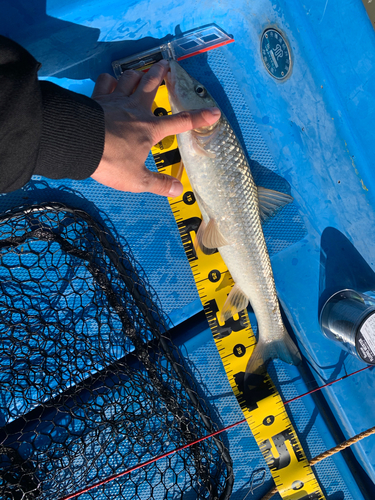 ニゴイの釣果